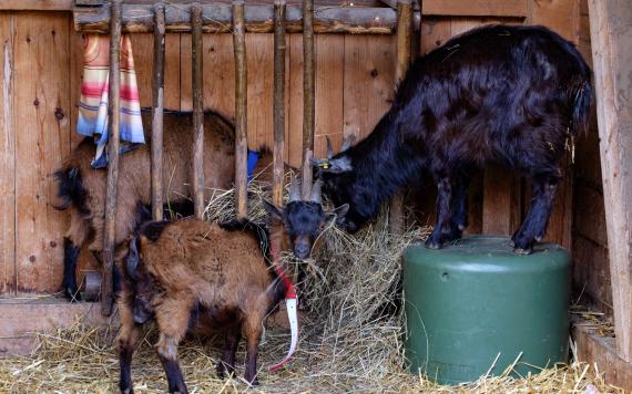 Bliem´s Familienhotel 170423-BliemRanch-16