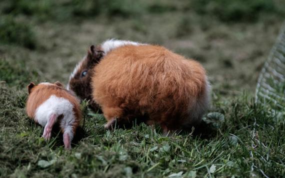 Bliem´s Familienhotel 170721-Bliem_Ranch-16