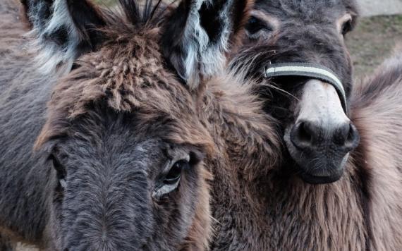 Bliem´s Familienhotel 170414-Ostern-Bliems-01