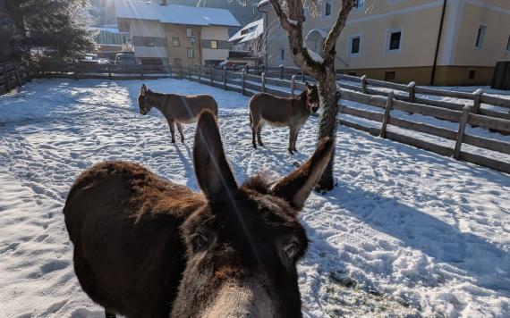 PXL_20241228_094446467 PXL_20241228_094446467