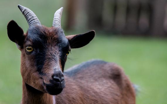 Bliem´s Familienhotel 170721-Bliem_Ranch-14