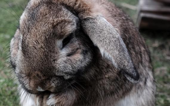 Bliem´s Familienhotel 170414-Ostern-Bliems-07