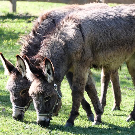 Bliem´s Familienhotel 170331-Bliem_Ranch-18