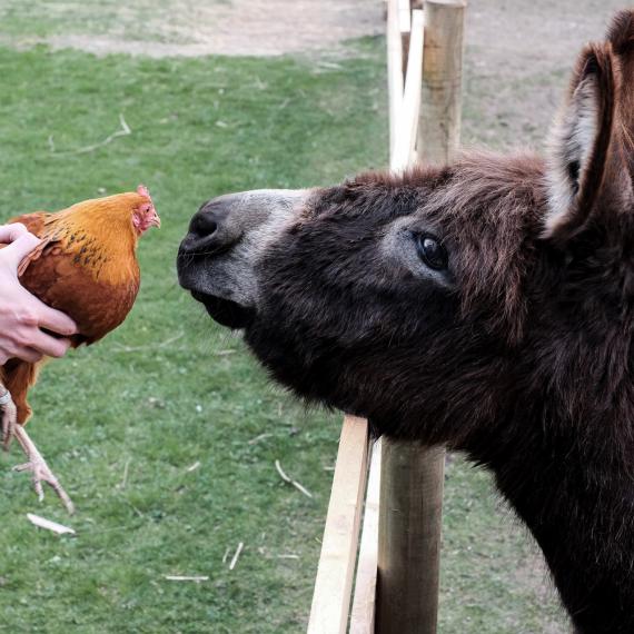 Bliem´s Familienhotel 170414-Ostern-Bliems-08